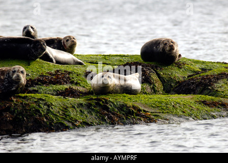 Dichtungen auf Felsen Gabriola Island in British Columbia Kanada Stockfoto