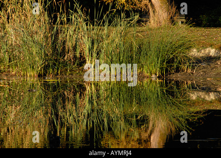 Jericho Beach Park Point Grey Vancouver British Columbia Kanada Stockfoto