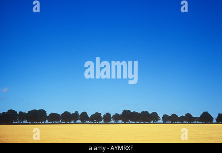 Bereich der Reife zwei gerudert Gerste mit Rosskastanie Baumreihe auf niedrigen flachen Horizont unter klaren, blauen Sommerhimmel Stockfoto