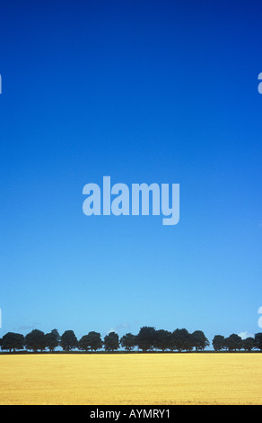 Bereich der Reife zwei gerudert Gerste mit Rosskastanie Baumreihe auf niedrigen flachen Horizont unter klaren, blauen Sommerhimmel Stockfoto