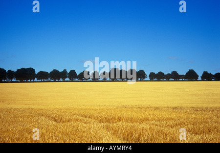 Bereich der Reife zwei gerudert Gerste mit Rosskastanie Baumreihe auf niedrigen flachen Horizont unter klaren, blauen Sommerhimmel Stockfoto