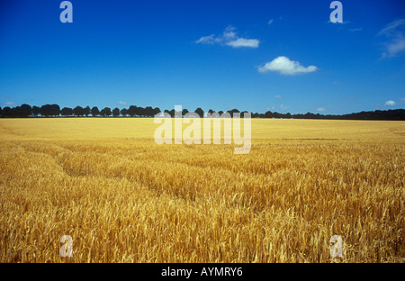 Bereich der Reife zwei gerudert Gerste mit Rosskastanie Bäume und englischen Eichenholz am Horizont unter blauen Sommerhimmel Stockfoto