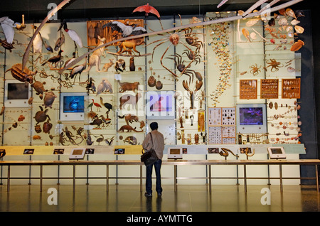 Ein Mann schaut auf ein Display in Halle der Biodiversität American Museum of Natural History Stockfoto