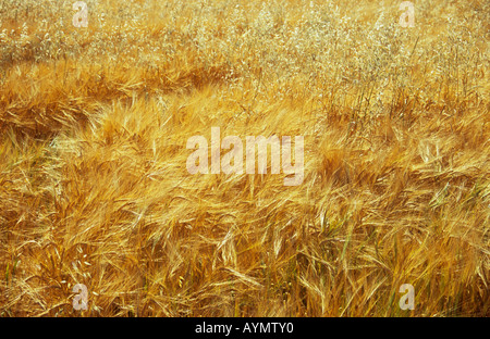 Bereich der Reife golden zwei gerudert Gerste oder Hordeum Distichon mit kontrastierenden blonde angebauten Hafer oder Avena Sativa in Sommersonne Stockfoto