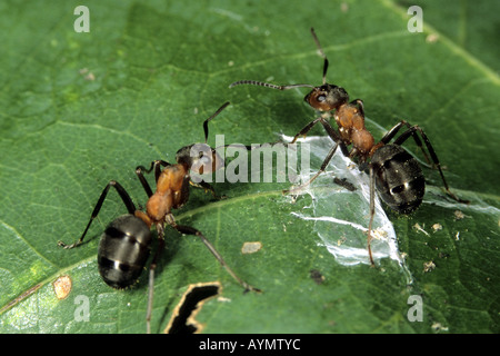 Kleine rote Holz Ameise (Formica Polyctena), zwei Arbeiter auf Blatt Stockfoto