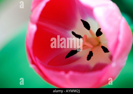 Closeup Nahaufnahme Makroaufnahme einer rosa und weiße Tulpe vor einem grünen Hintergrund Stockfoto