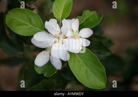 Hybrid-Apfelblüte "Polka", mit einer kleinen springenden Spinne am Rande Stockfoto