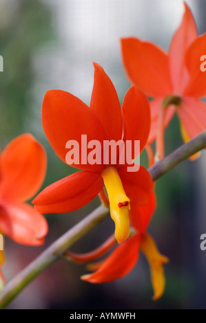 Encyclia Vitellina Orchidee leuchtende orange Blüten Nahaufnahme Nahaufnahme Makro Stockfoto
