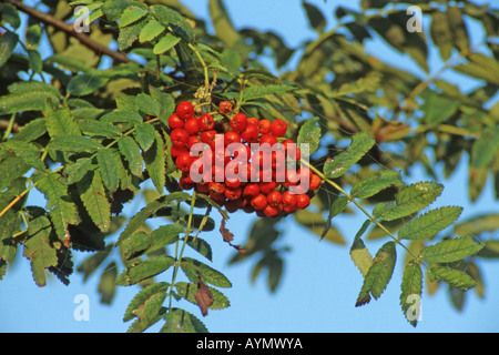 Rowan, Eberesche (Sorbus Aucuparia), Reife Früchte am Baum Stockfoto