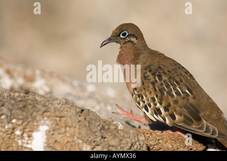 Galapagos Taube Zenaida Galapagoensis, Genovesa Ecuador Pazifik Südamerika Mai Stockfoto