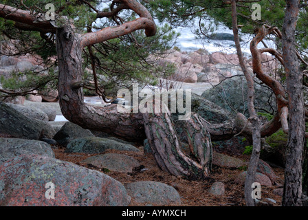 Ein Wind und Eis geformte Kiefer, Pinus Sylvestris, in der felsigen Küste, Porvoo, Finnland, Skandinavien, Europa. Stockfoto