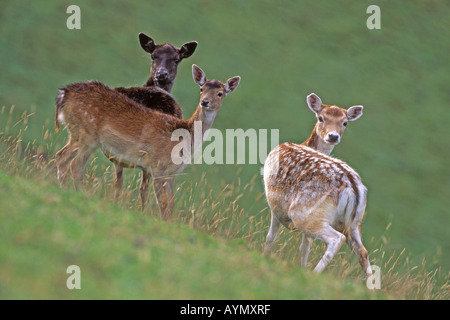 Damhirsch (Cervus Dama Dama Dama), Familie steht an einem Hang Stockfoto