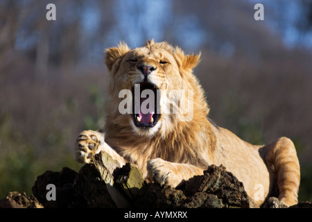 Mähne Löwen Gähnen, England, UK Stockfoto