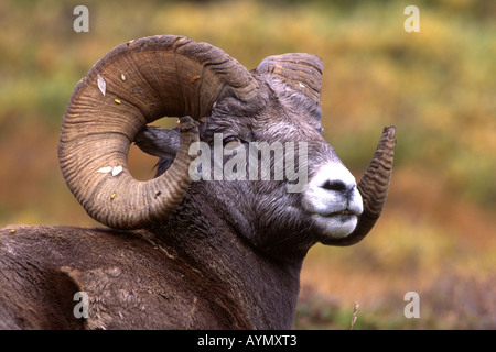 Dickhornschafe, amerikanische Bighorn, Bergschafe (Ovis Canadensis), Porträt des Mannes Stockfoto