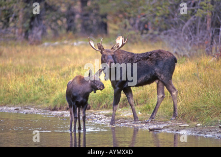 Elch (Alces Alces; Stier mit junge Kuh in der Nähe von Wasser Stockfoto