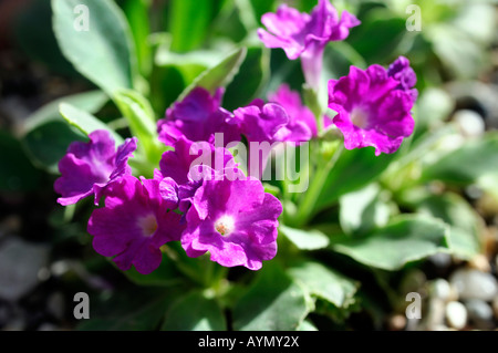 Lila Primula Blumen Stein Hintergrund Stockfoto
