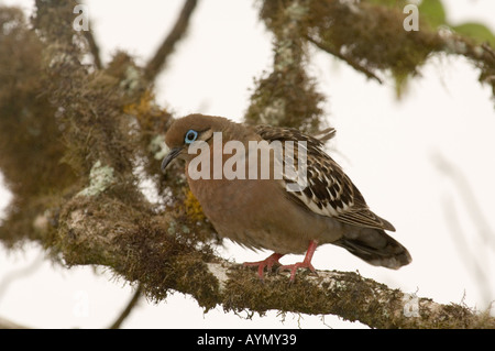 Galapagos Taube (Zenaida Galapagoensis) thront auf den moosbedeckten Niederlassung Santa Cruz Highlands Galapagos Ecuador Pazifischen Ozean Stockfoto