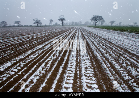 Acker- und Eichen Schnee Southrepps Norfolk April Stockfoto