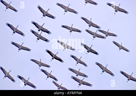 Kraniche (Grus Grus). Herde im Flug Stockfoto