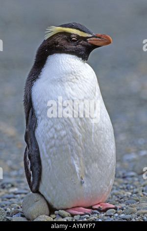 Crested Pinguin, Fjordland Crested Pinguin (Eudyptes Pachyrhynchus), Erwachsene Stockfoto