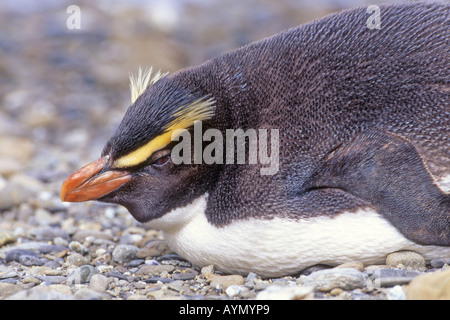 Crested Pinguin, Fjordland Crested Pinguin (Eudyptes Pachyrhynchus), ruhen Stockfoto