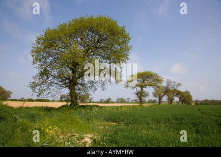 Eichen in Ackerland Southrepps Norfolk 1 vom 12. April Stockfoto