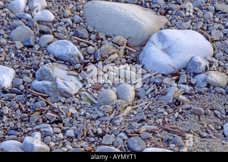 Flussregenpfeifer (Charadrius Dubius). Nest mit Eiern und Küken gut getarnt auf einer Kiesbank in die Isar. Stockfoto