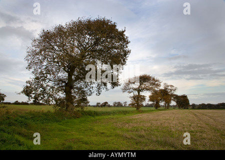 Eichen in Ackerland Southrepps Norfolk 1 vom 12. November Stockfoto