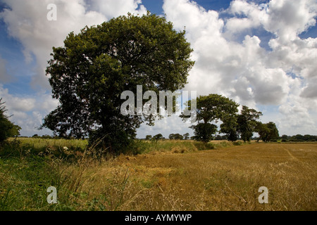 Eichen in Ackerland Southrepps Norfolk 1 vom 12. August Stockfoto