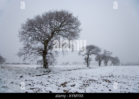 Eichen in Ackerland Southrepps Norfolk 1 vom 12. Februar Stockfoto