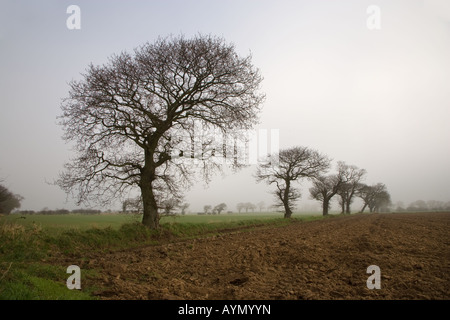 Eichen in Ackerland Southrepps Norfolk 1 vom 12. Januar Stockfoto