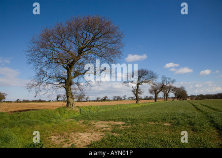 Eichen in Ackerland Southrepps Norfolk 1 12 März Stockfoto