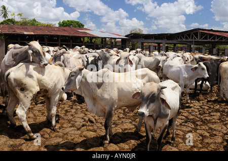 Rinderherde munter Brahman in einen Stift in Costa Rica Stockfoto