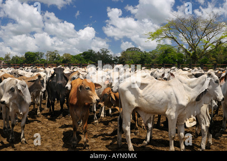 Herde von neugierig Brahman Jungbullen in einen Stift in Costa Rica Stockfoto