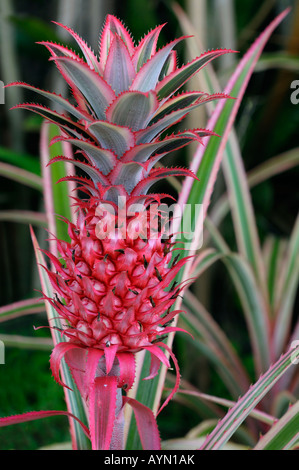 Ornamental rot bunt Ananas Frucht Stockfoto