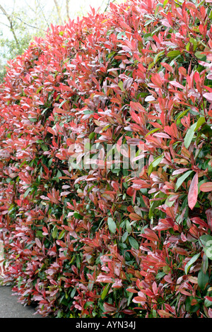 PHOTINIA X FRASERI RED ROBIN MACHT EINE EFFEKTIVE UND ATTRAKTIVE IMMERGRÜNE HECKE Stockfoto