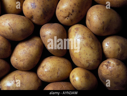 Maris Piper Kartoffeln Stockfoto