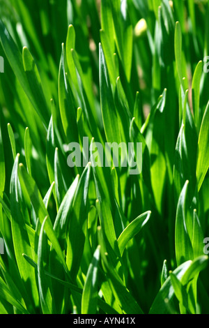 Makroaufnahme von sonnenbeschienenen Grasgrün Stockfoto