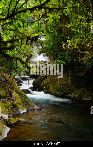 Tropischen Regenwald Dschungel Bach mit Wasserfall am Poas Vulkan La Paz Wasserfall Gärten Costa Rica Stockfoto