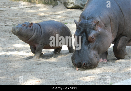 Weibliche Hippopotamus (Hippopotamus amphibius) mit ihrem Baby im Prager Zoo, Tschechische Republik Stockfoto