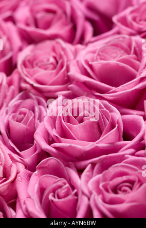 Rosa Rosen - geringe Schärfentiefe Feld, vorsätzliche selektiven Fokus in der Mitte der Blumen. Stockfoto