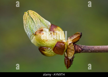 Aesculus Hippocastanum, Rosskastanie Baum Blatt Knospe im Frühjahr. Stockfoto