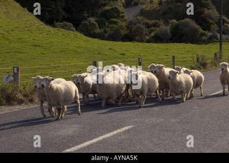 Schafe werden entlang einer Landstraße in Neuseeland getrieben. Stockfoto