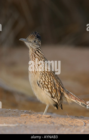 Roadrunner in Arizona Stockfoto