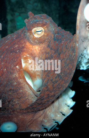 Riesige pazifische Krake (Octopus Dofleini) gefangen Seattle Aquarium Stockfoto