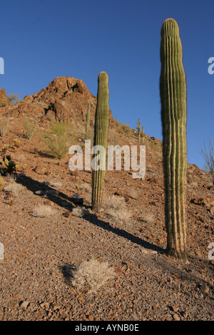 Saguaro Kaktus in Kofa National Wildlife Refuge Arizona Stockfoto