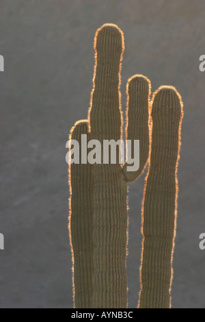 Saguaro-Kaktus in Kofa National Wildlife Refuge Stockfoto