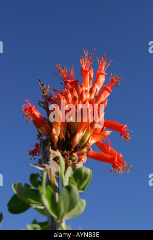 Ocotillo blühen im Frühling in Kofa National Wildlife Refuge in Arizona Stockfoto