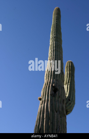 Saguaro-Kaktus in Kofa National Wildlife Refuge Stockfoto