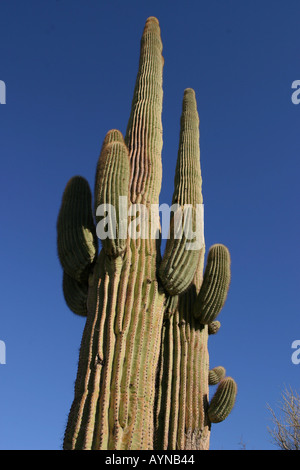 Saguaro-Kaktus in Kofa National Wildlife Refuge Stockfoto